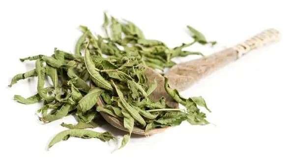 Lemon Balm (Melissa)