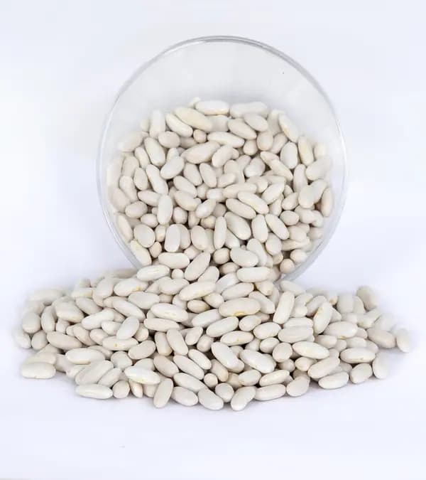 Navy Beans